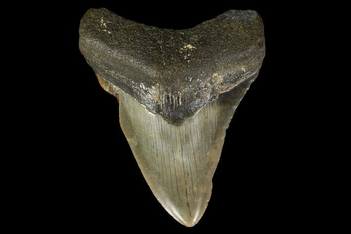 Fossil Megalodon Tooth - North Carolina #119420